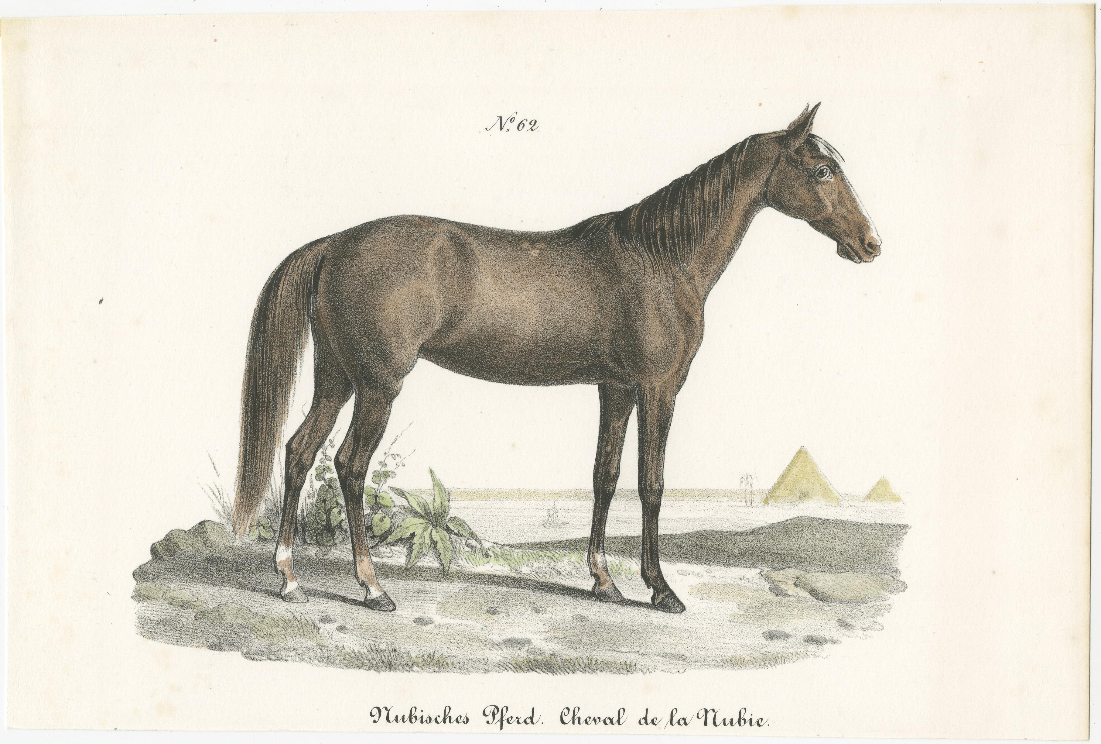 Antique print titled 'Nubisches Pferd. Cheval de la Nubie'. Old horse print of a Nubian horse. This print originates from 'Naturgeschichte Abbildungen der Sæugethiere' by Heinrich R. Schinz. Published 1827. This work on mammals was part of a series