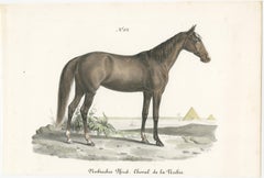 Antique Horse Print of a Nubian Horse