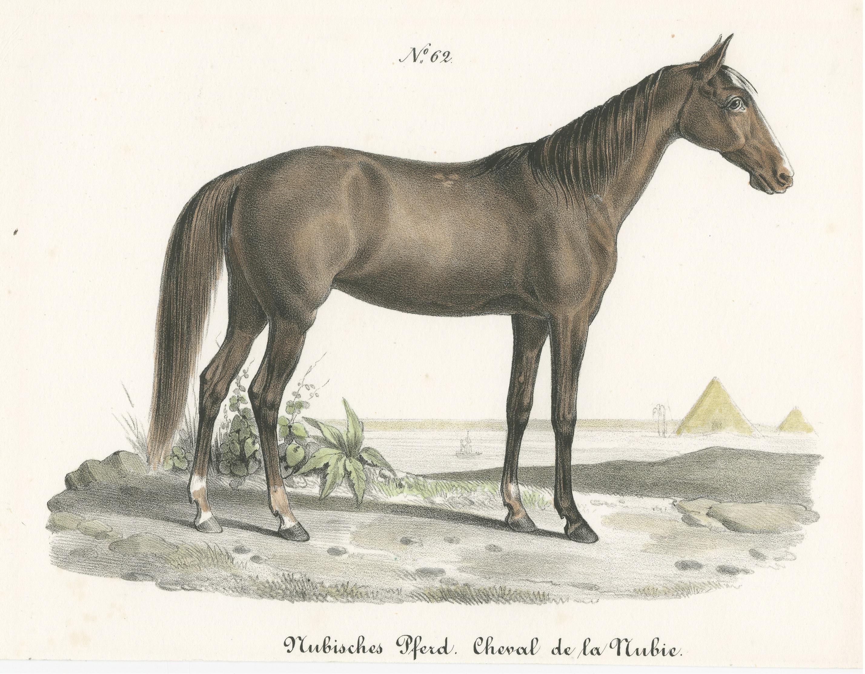 nubian horses