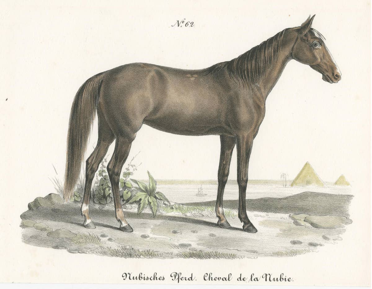 Antique Horse Print of a Nubian Horse