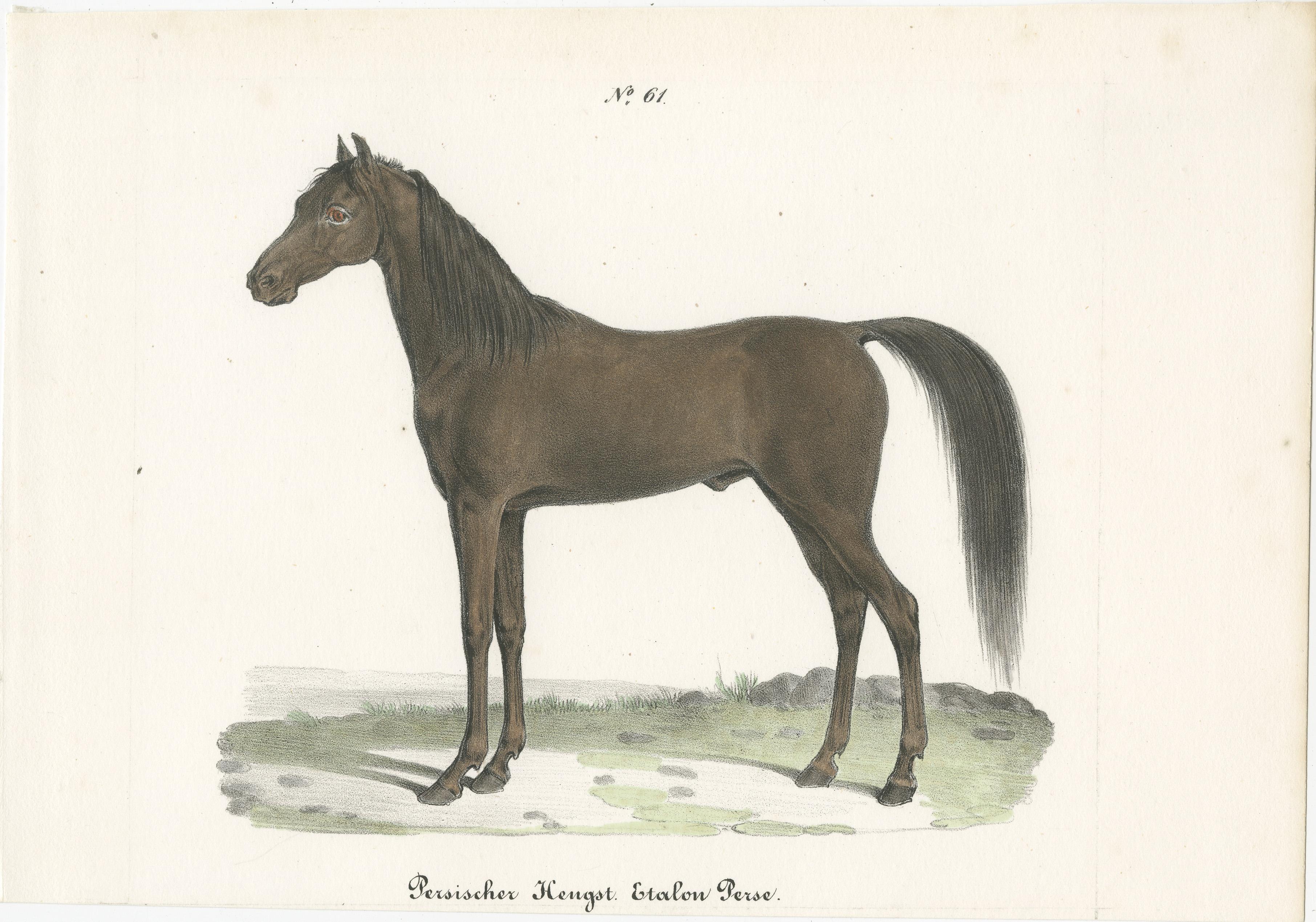 Antique print titled 'Persischer Hengst. Etalon Perse'. Old horse print of a Persian stallion. This print originates from 'Naturgeschichte Abbildungen der Sæugethiere' by Heinrich R. Schinz. Published 1827. This work on mammals was part of a series