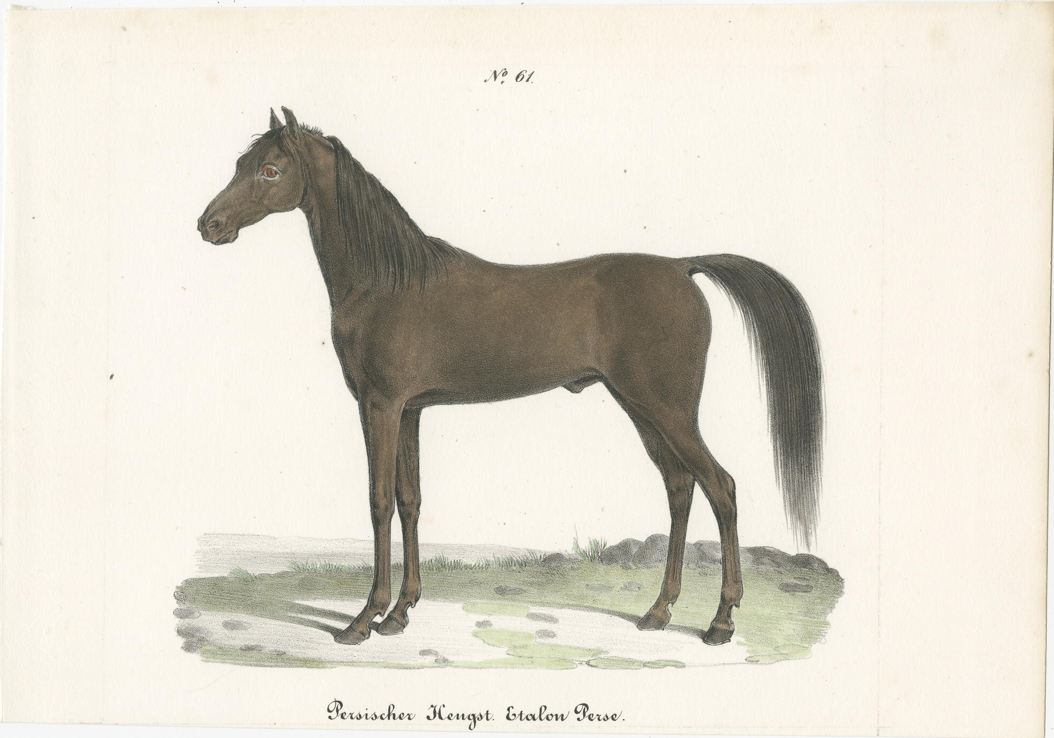 Stampa antica dal titolo 'Persischer Hengst. Etalon Perse'. Stampa antica di uno stallone persiano. Questa stampa proviene da 