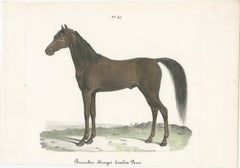 Antique Horse Print of a Persian Stallion