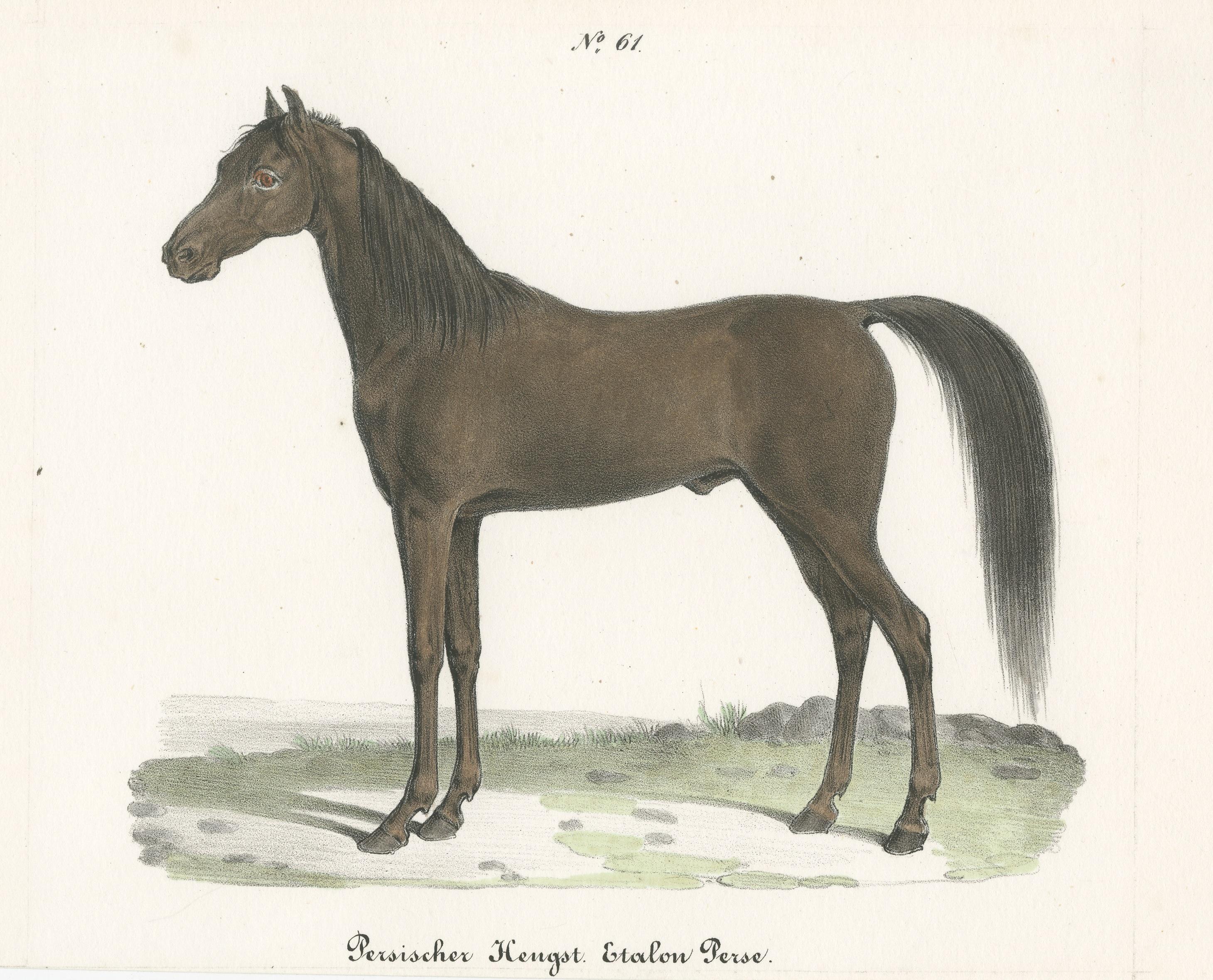 persian horse black