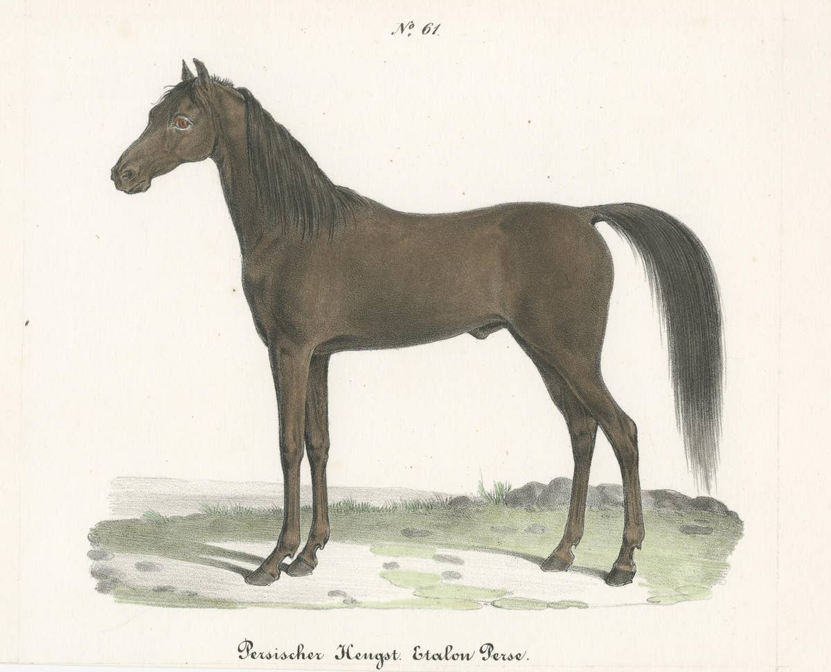 Antique Horse Print of a Persian Stallion