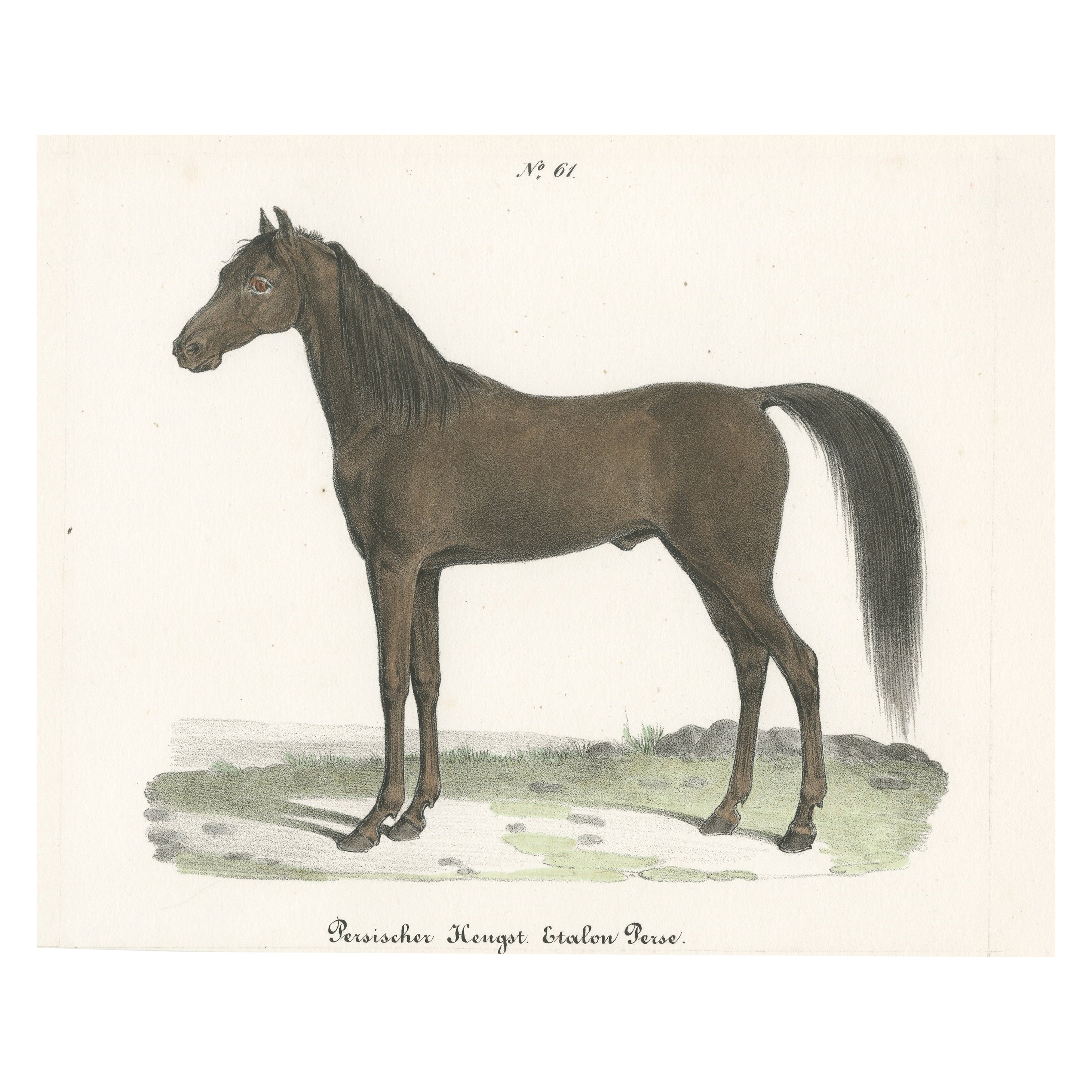 Impression ancienne d'un cheval persan en étalon
