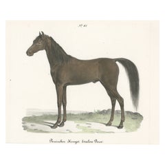 Impression ancienne d'un cheval persan en étalon