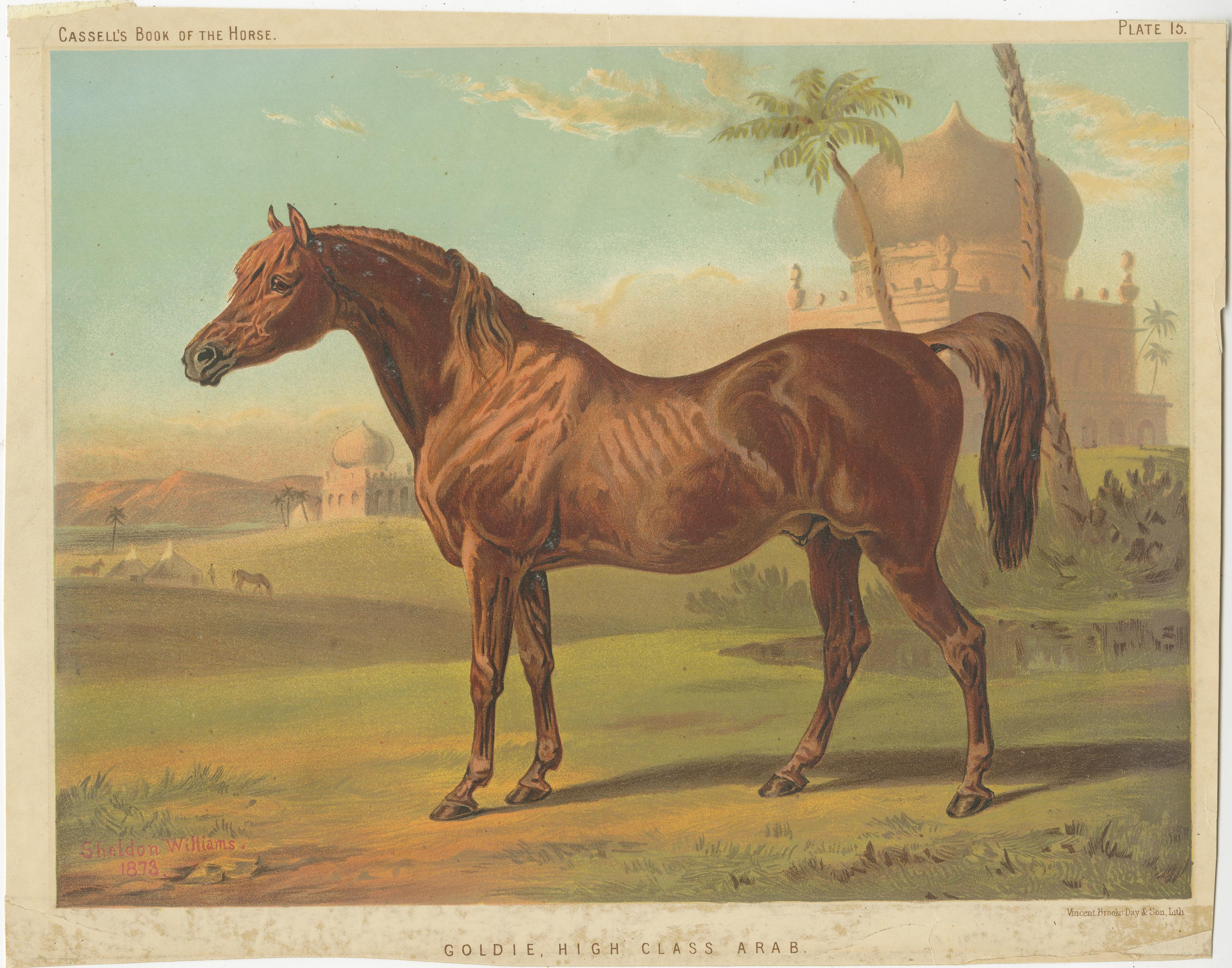 Stampa antica dal titolo 'Goldie, High Class Arab'. Stampa antica di Goldie, un arabo di alta classe. Litografia originale stampata a colori da Vincent Brooks, Day & Son, dopo un dipinto a olio di Sheldon Williams del 1873, per 