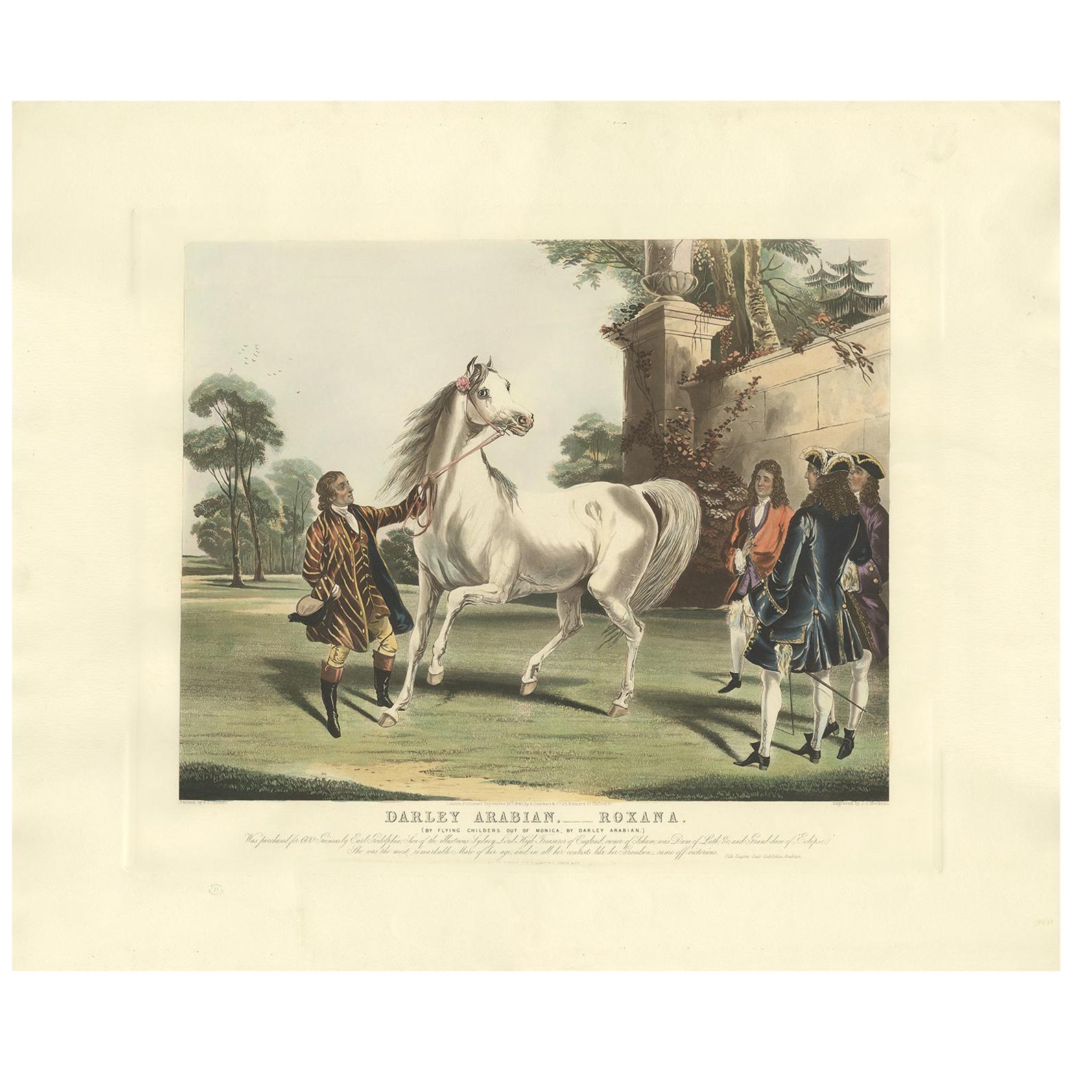 Antique Horse Print of the Darley Arabian by Gambart, circa 1900