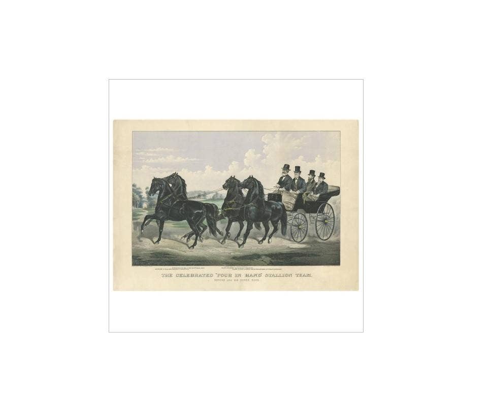 Antique Horse Print of the 'Four in Hand' Stallion Team, 1875
