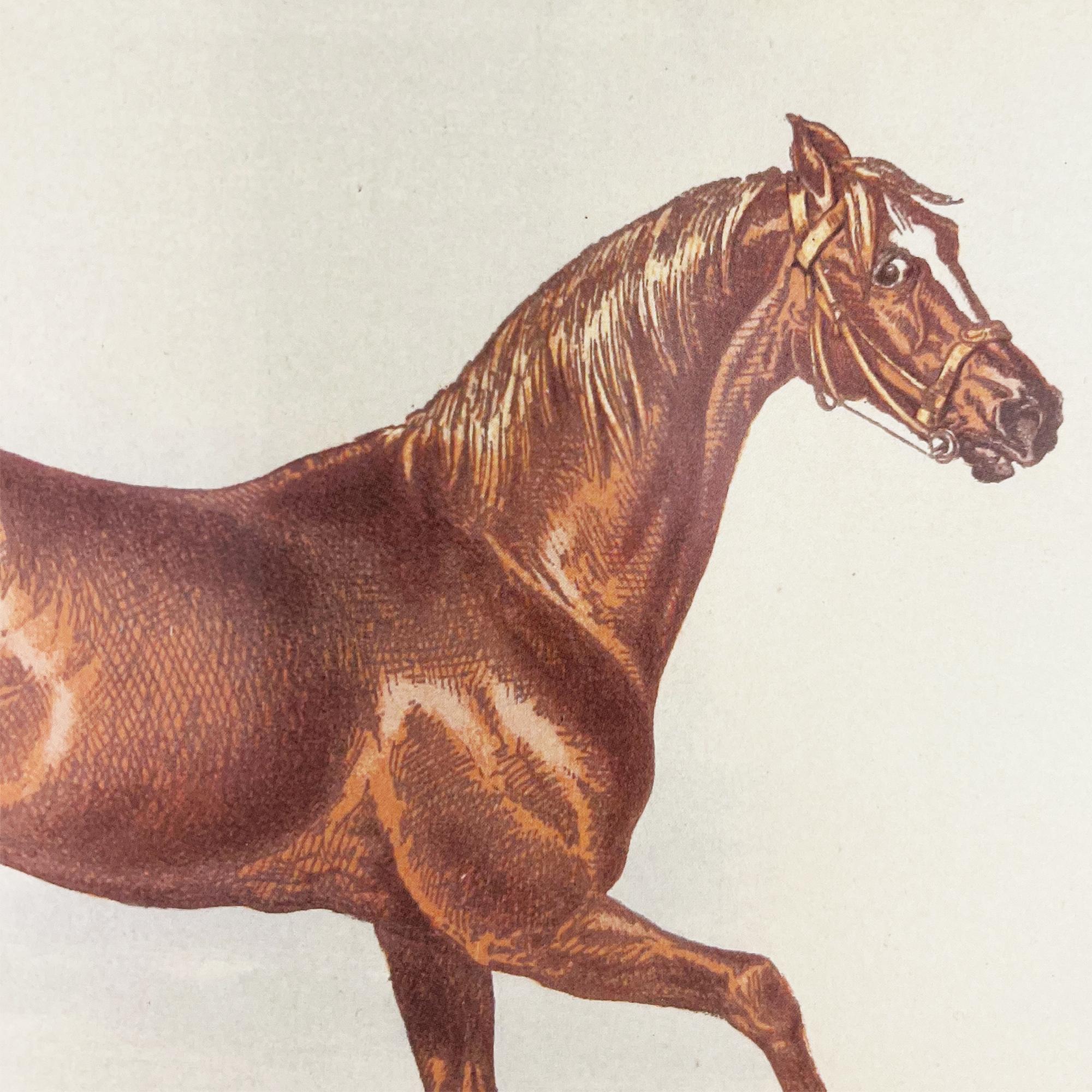 Anglais Lithographie ancienne sur les courses de chevaux 'George Frederick' d'après Herring, Angleterre en vente