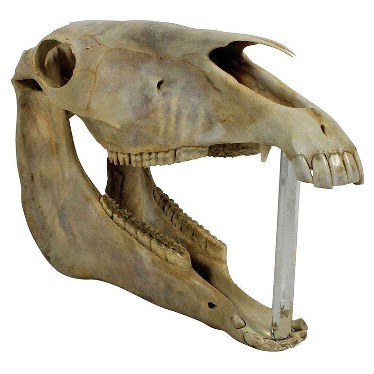 Antique Horse Skull For Sale at 1stDibs