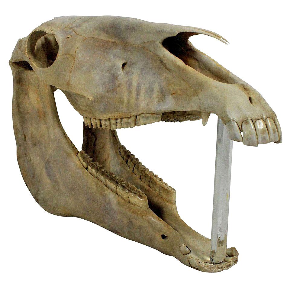 A large adult horses skull, which is freestanding. The mouth can be propped open and a light placed inside.