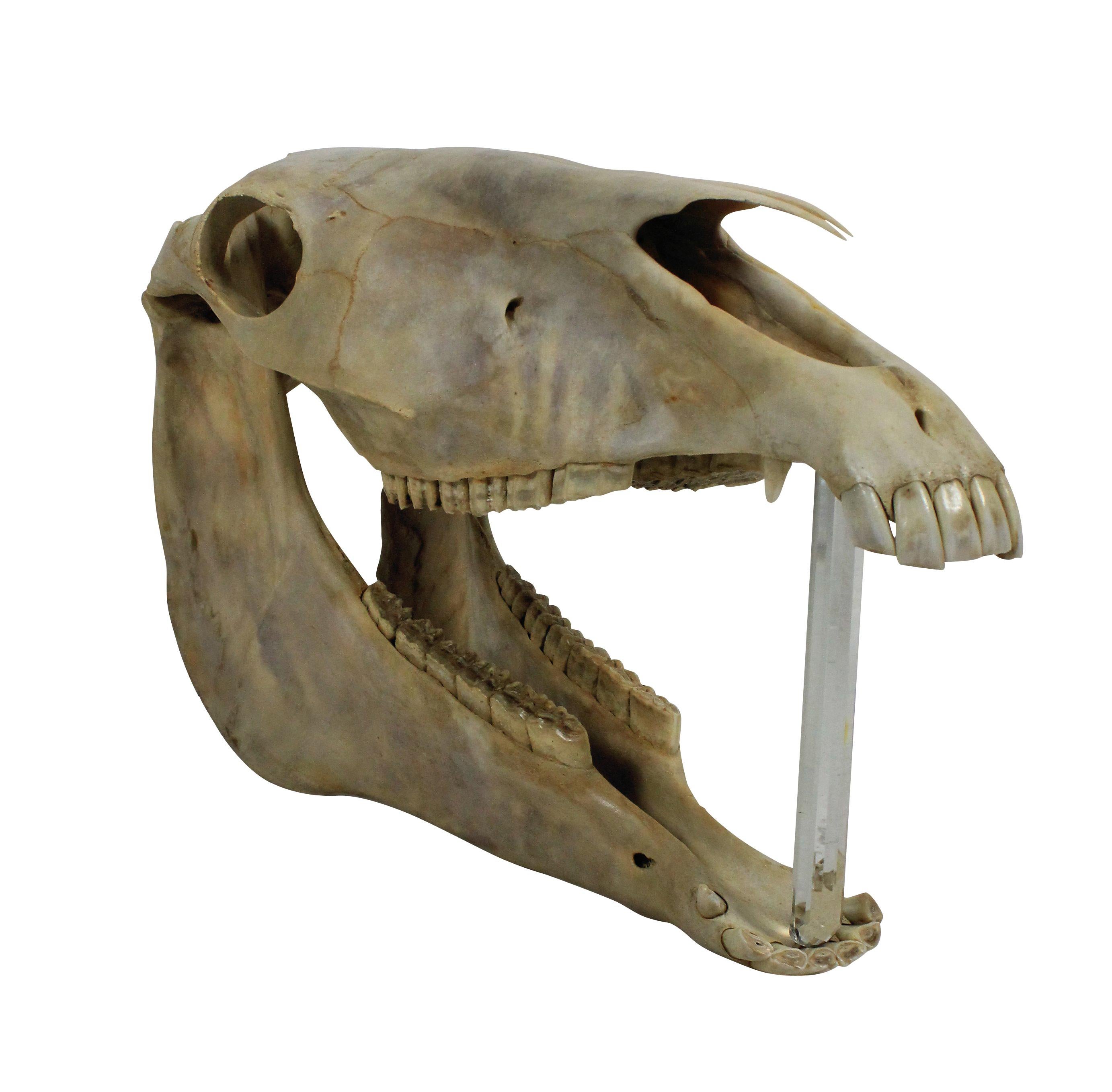 A large adult horses skull, which is freestanding. The mouth can be propped open and a light placed inside.