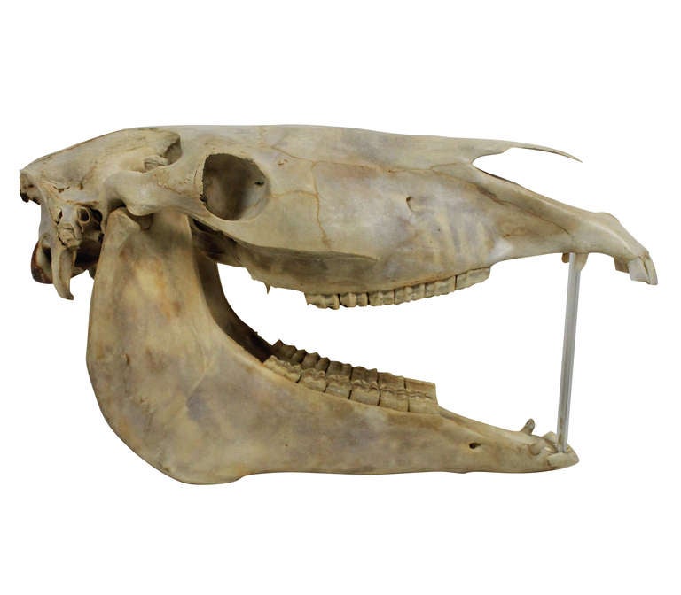 horse skull open mouth