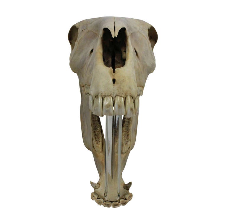 horse head skull