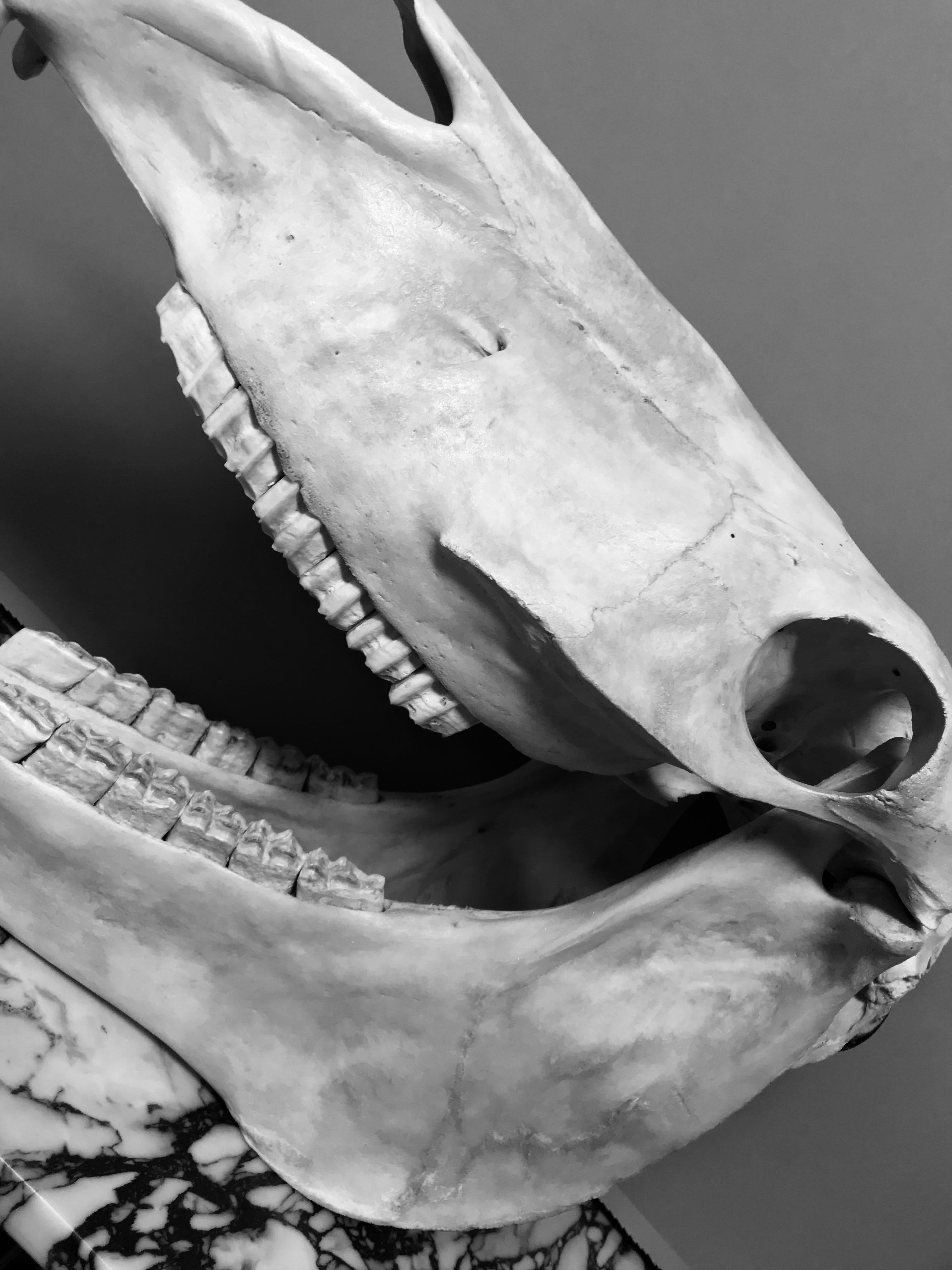 horse skeleton head