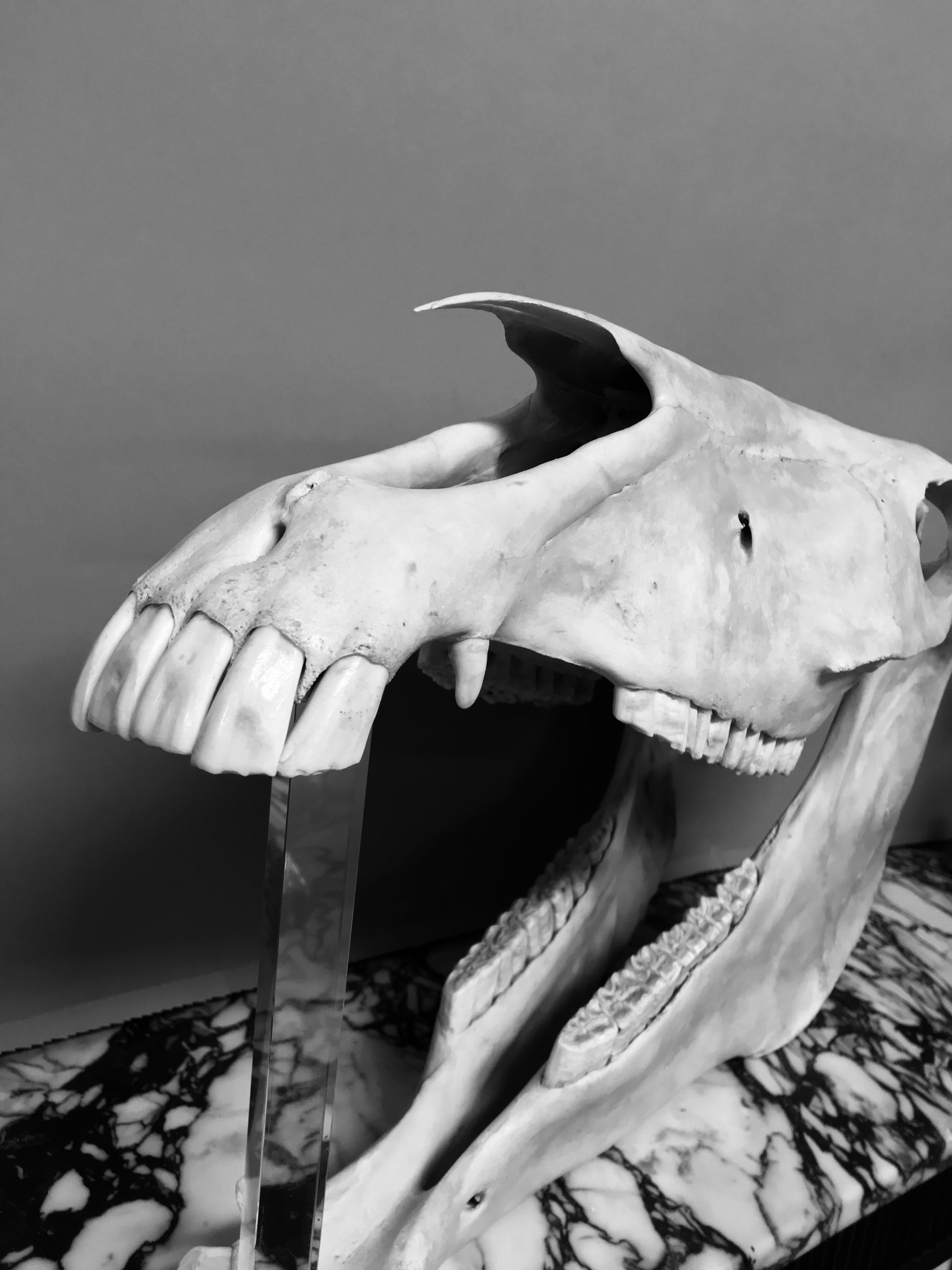 Antique Horse Skull In Good Condition In London, GB
