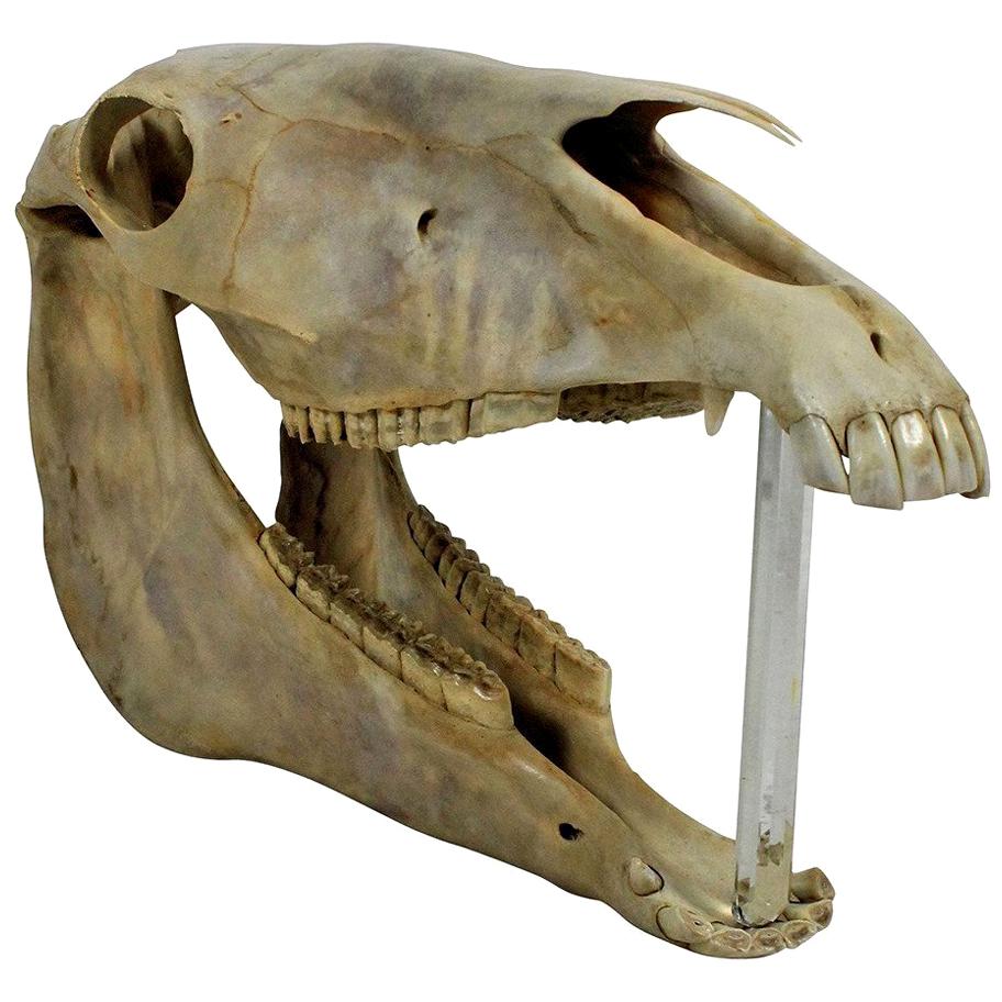 Antique Horse Skull