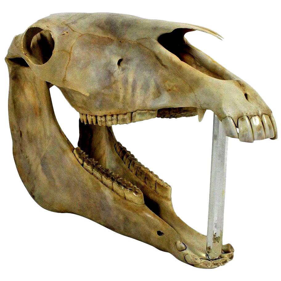 Antique Horse Skull