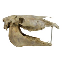 Antique Horse Skull