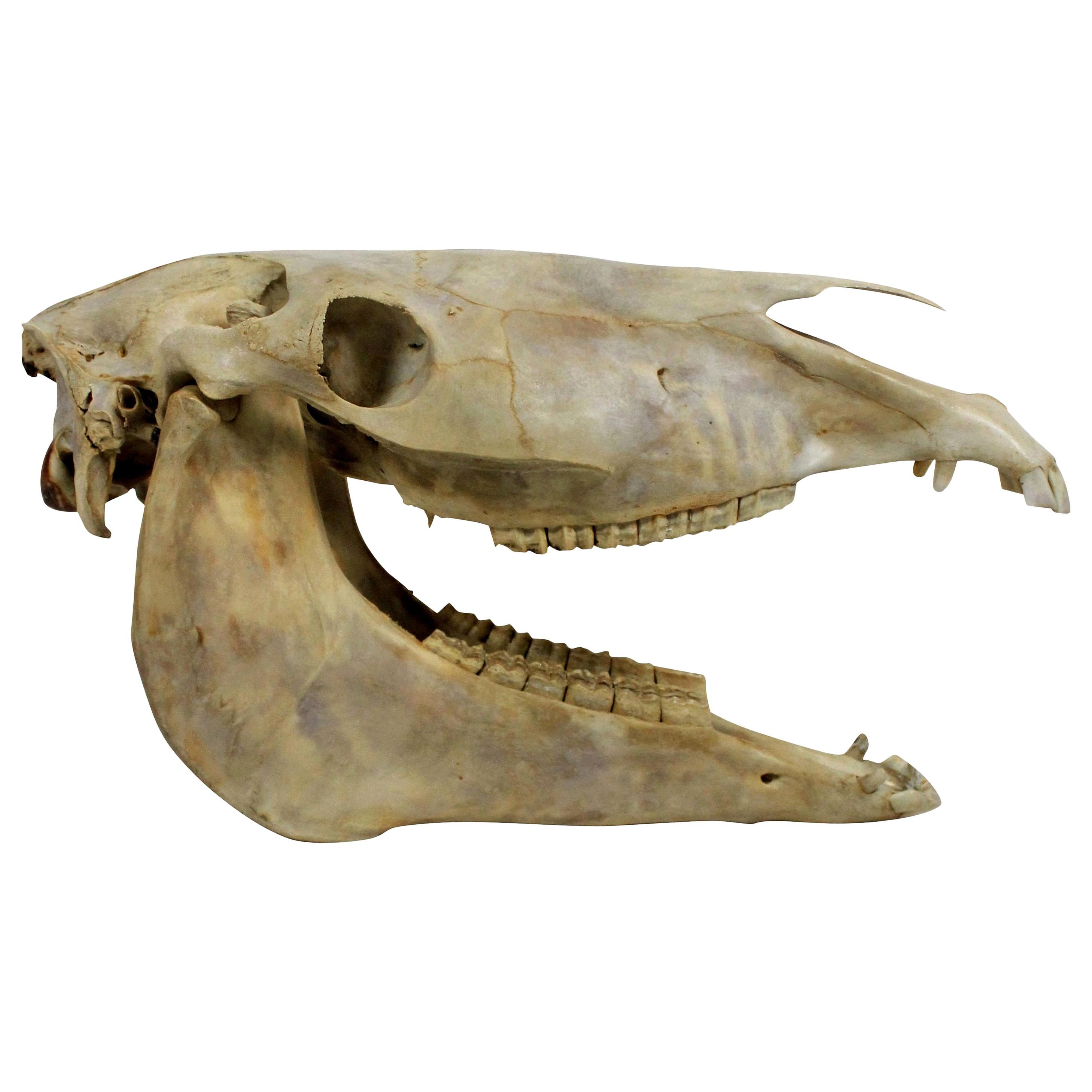 Antique Horse Skull