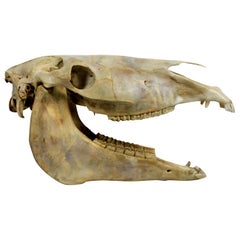 Antique Horse Skull