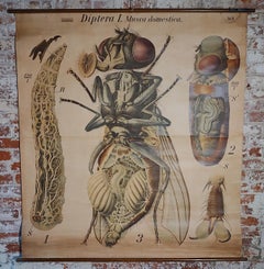 Antique House Fly Zoological Chart