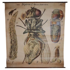 Antique House Fly Zoological Chart