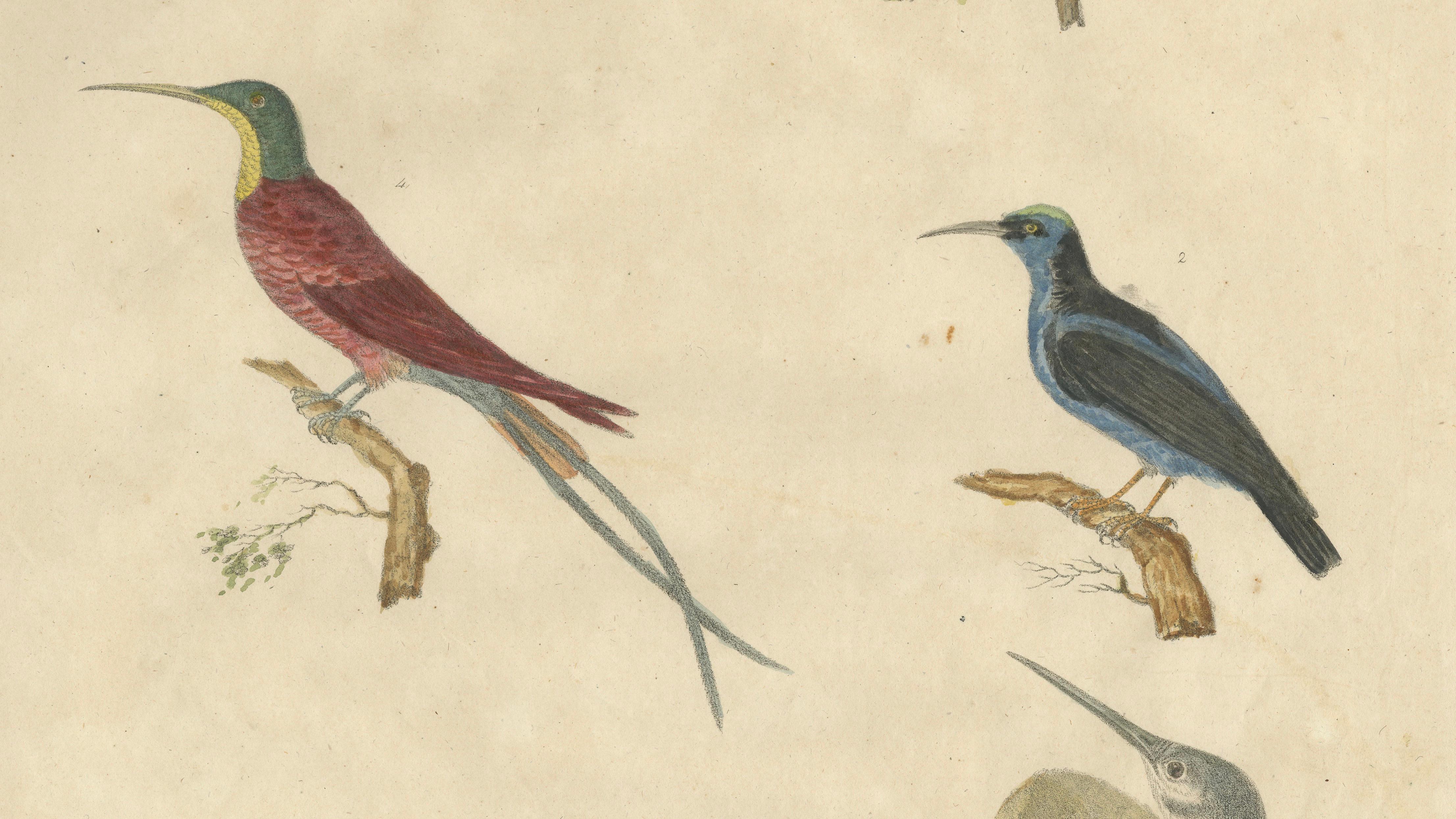 Antique Hummingbirds & Treecreepers Lithograph by Karl Joseph Brodtmann, 1816