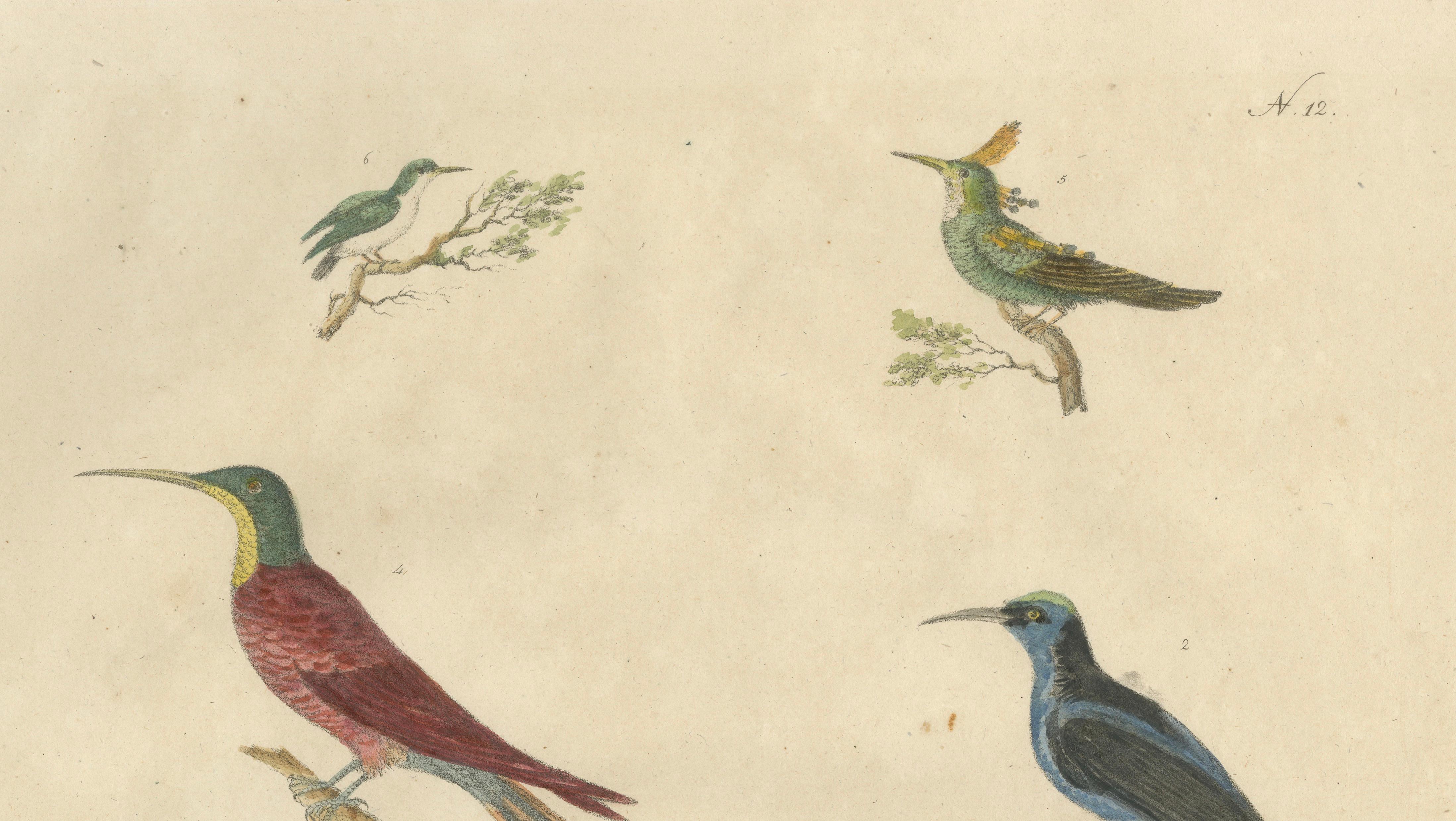 Antique Hummingbirds & Treecreepers Lithograph by Karl Joseph Brodtmann, 1816