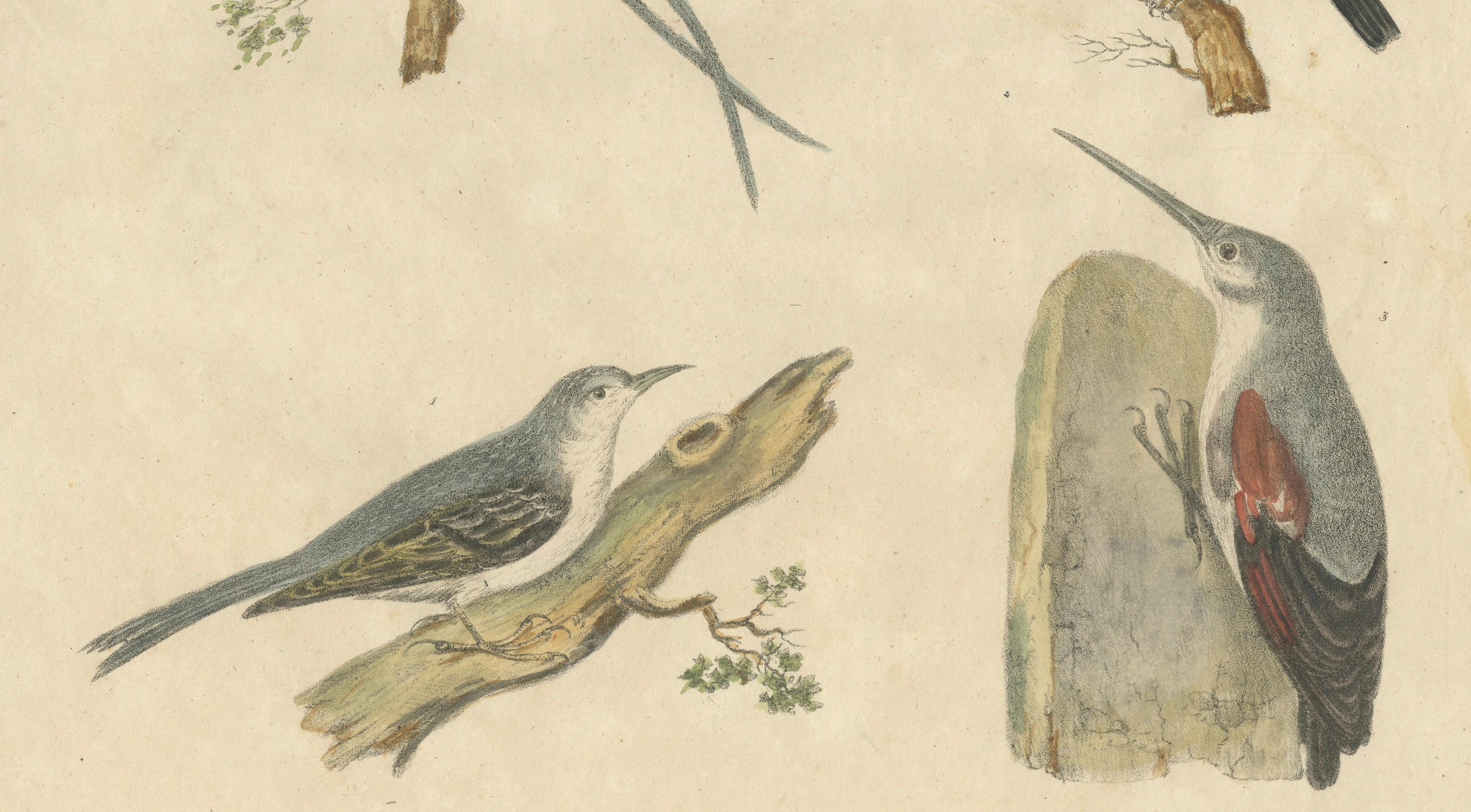Antique Hummingbirds & Treecreepers Lithograph by Karl Joseph Brodtmann, 1816