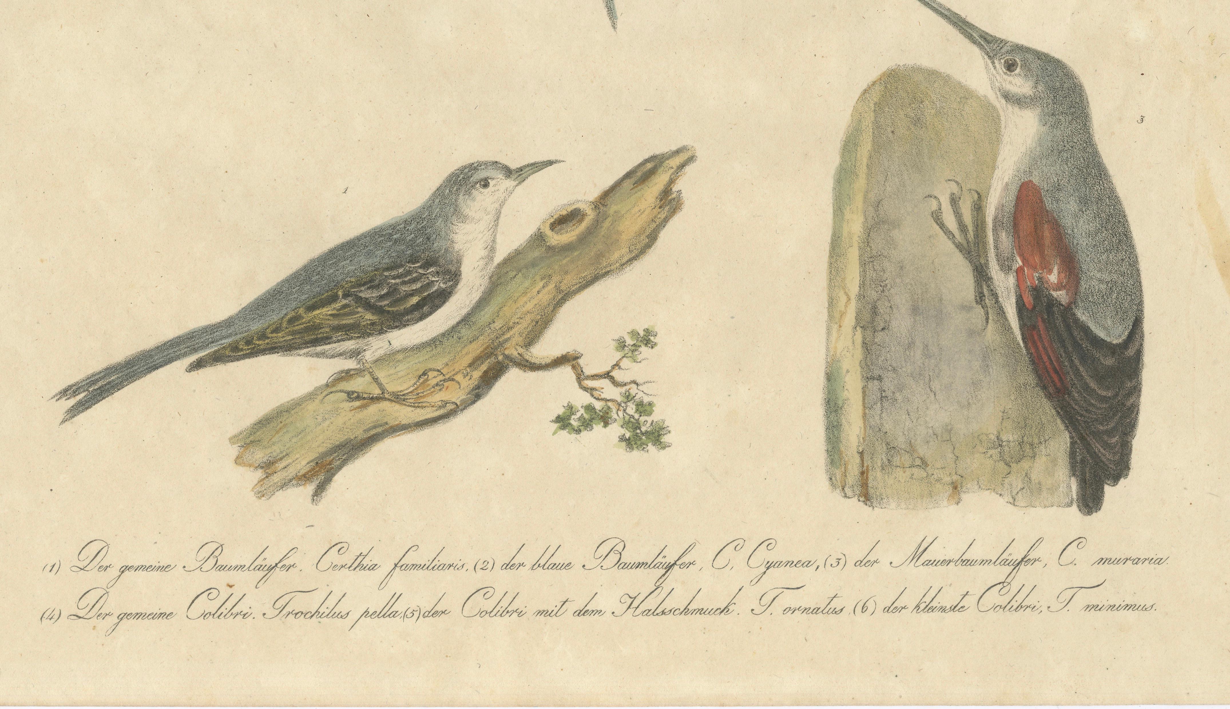 Antique Hummingbirds & Treecreepers Lithograph by Karl Joseph Brodtmann, 1816