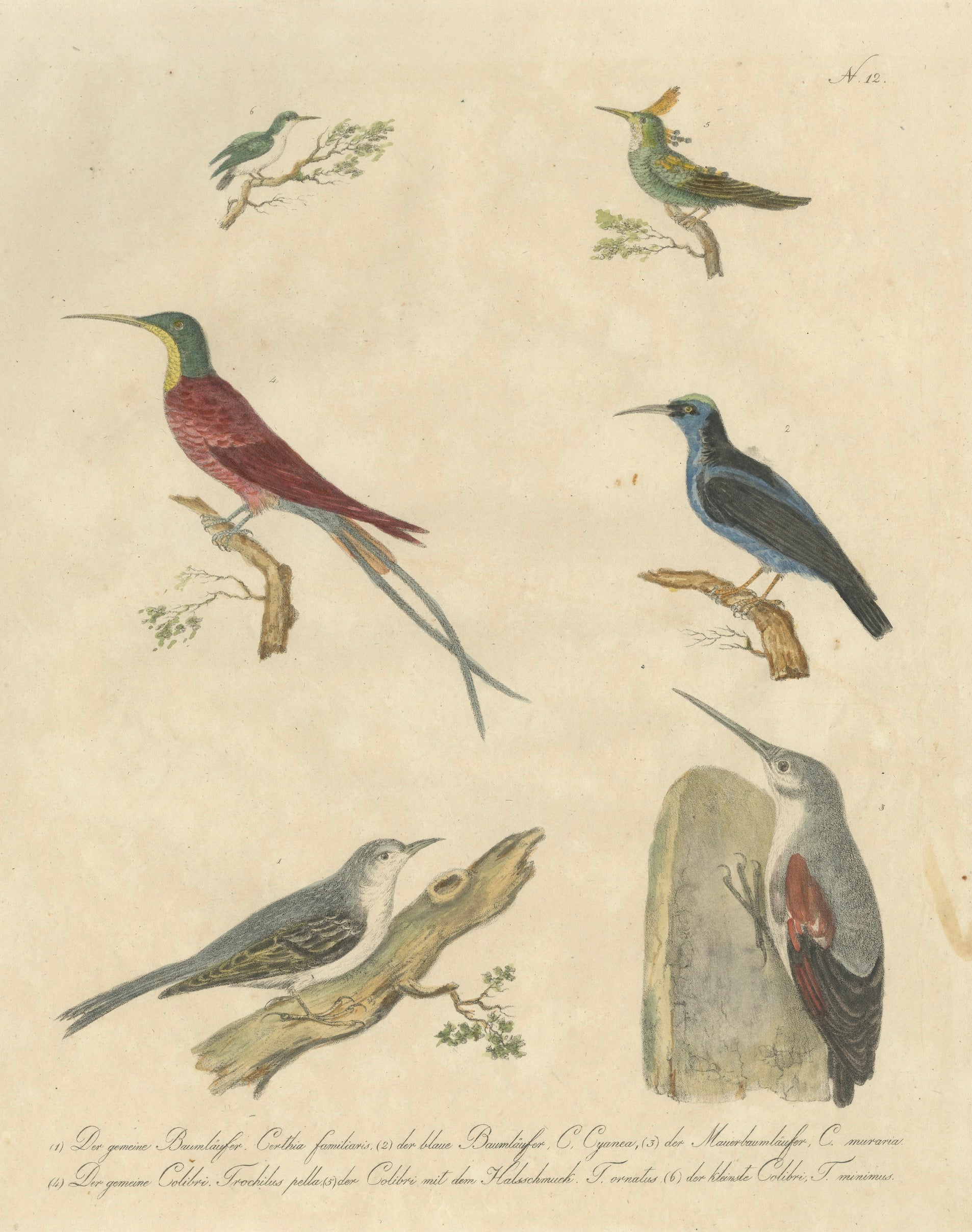 Antique Hummingbirds & Treecreepers Lithograph by Karl Joseph Brodtmann, 1816