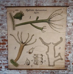 Antique Hydroza Zoological Wall Chart