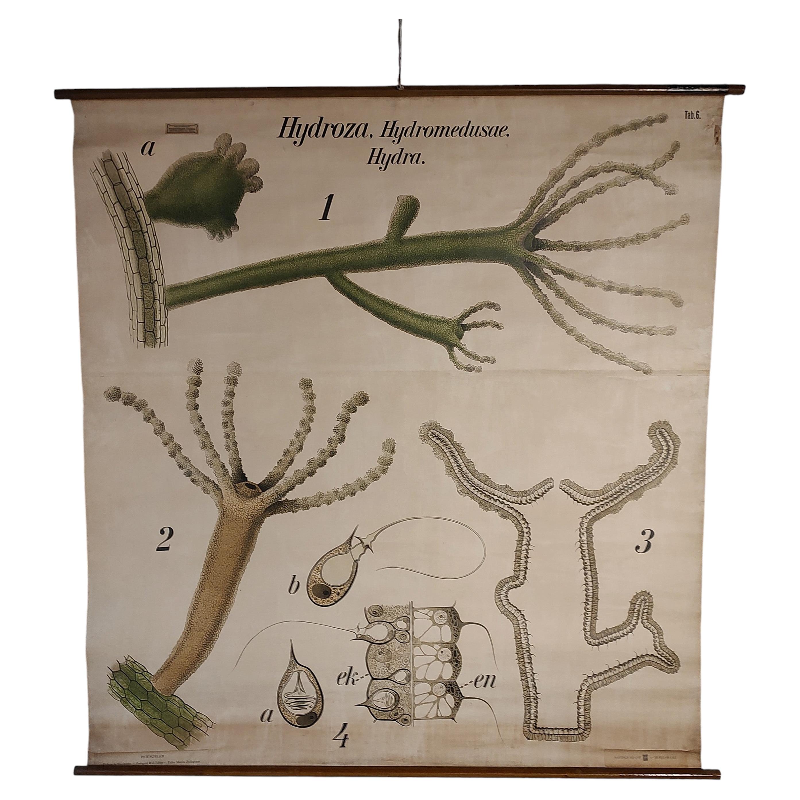 Antique Hydroza Zoological Wall Chart