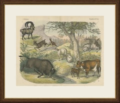 Antique Ibex and Chamois Print with Aurochs, Sheep and Cattle, circa 1890