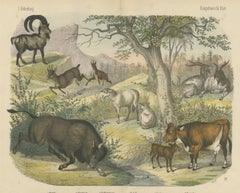 Antique Ibex and Chamois Print with Aurochs, Sheep and Cattle, circa 1890