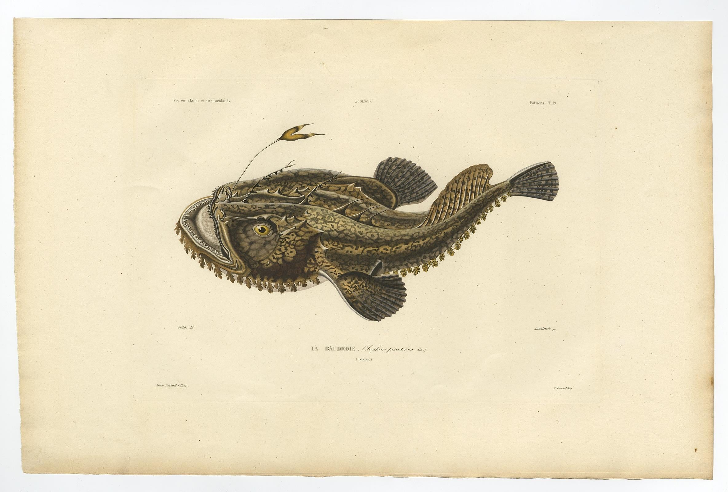 Seltene handkolorierte Gravur eines Fisches mit dem Namen des Anglers, 1842 im Angebot 4