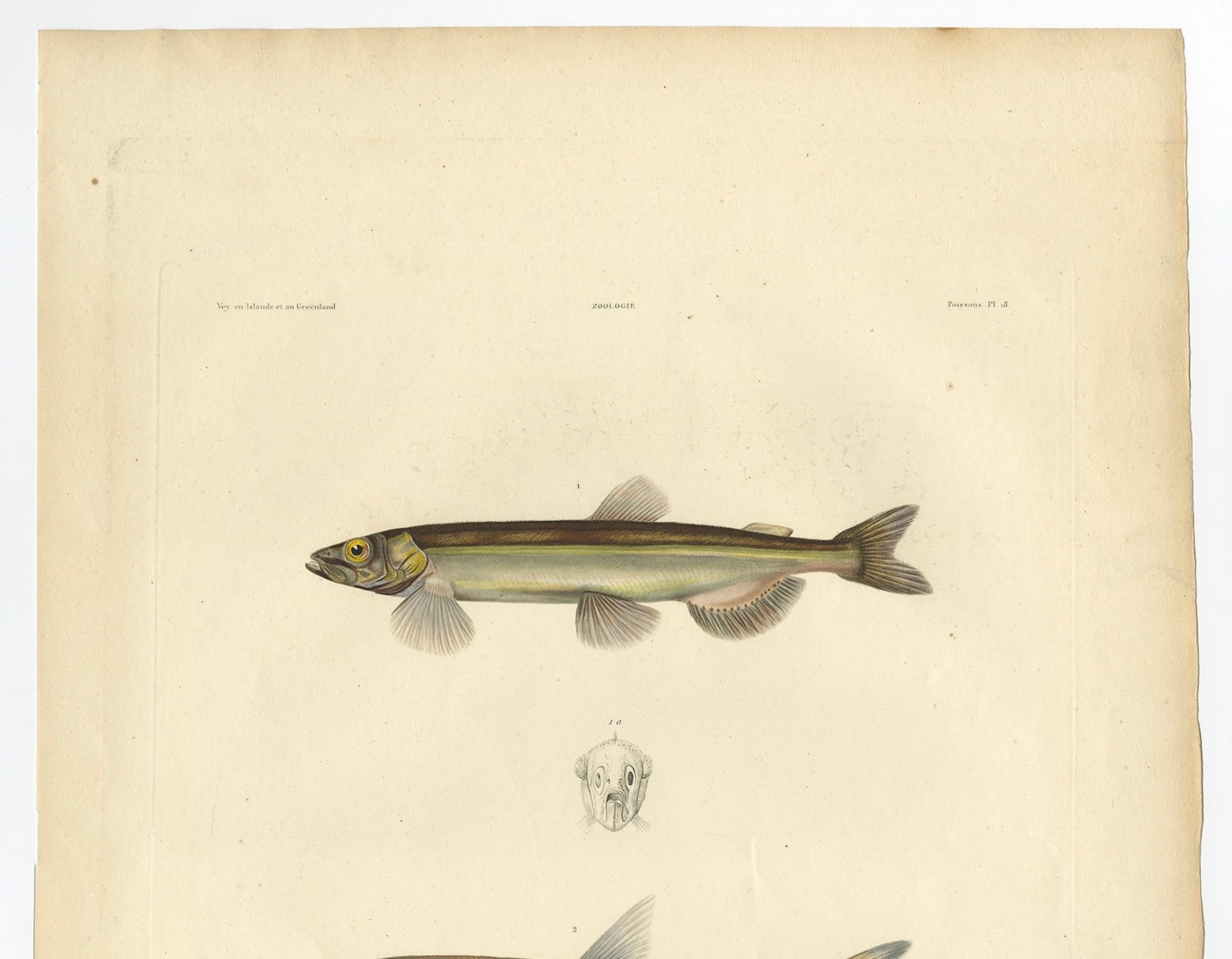 Antiker Druck von Lodde und Stint - Gaimard, 1842

Diese schöne handkolorierte Lithografie zeigt zwei wichtige Fischarten des Nordatlantiks: die Lodde (Mallotus villosus, oben) und den Stint (Osmerus eperlanus, unten). Beide Arten spielten im 19.