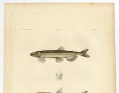 Capelin & Smelt – Antique Ichthyology Print, Greenland, Gaimard Voyage 1842