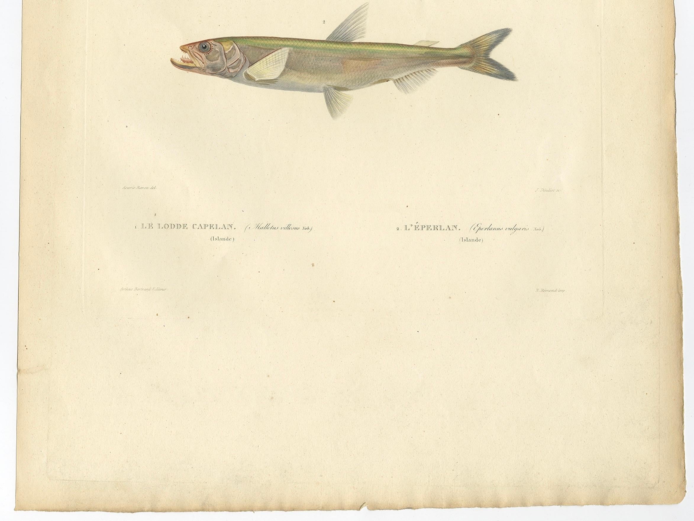 Antiker Ichthyologie-Druck - Lodde und Stint von Gaimard-Reise, 1842 (Französisch) im Angebot
