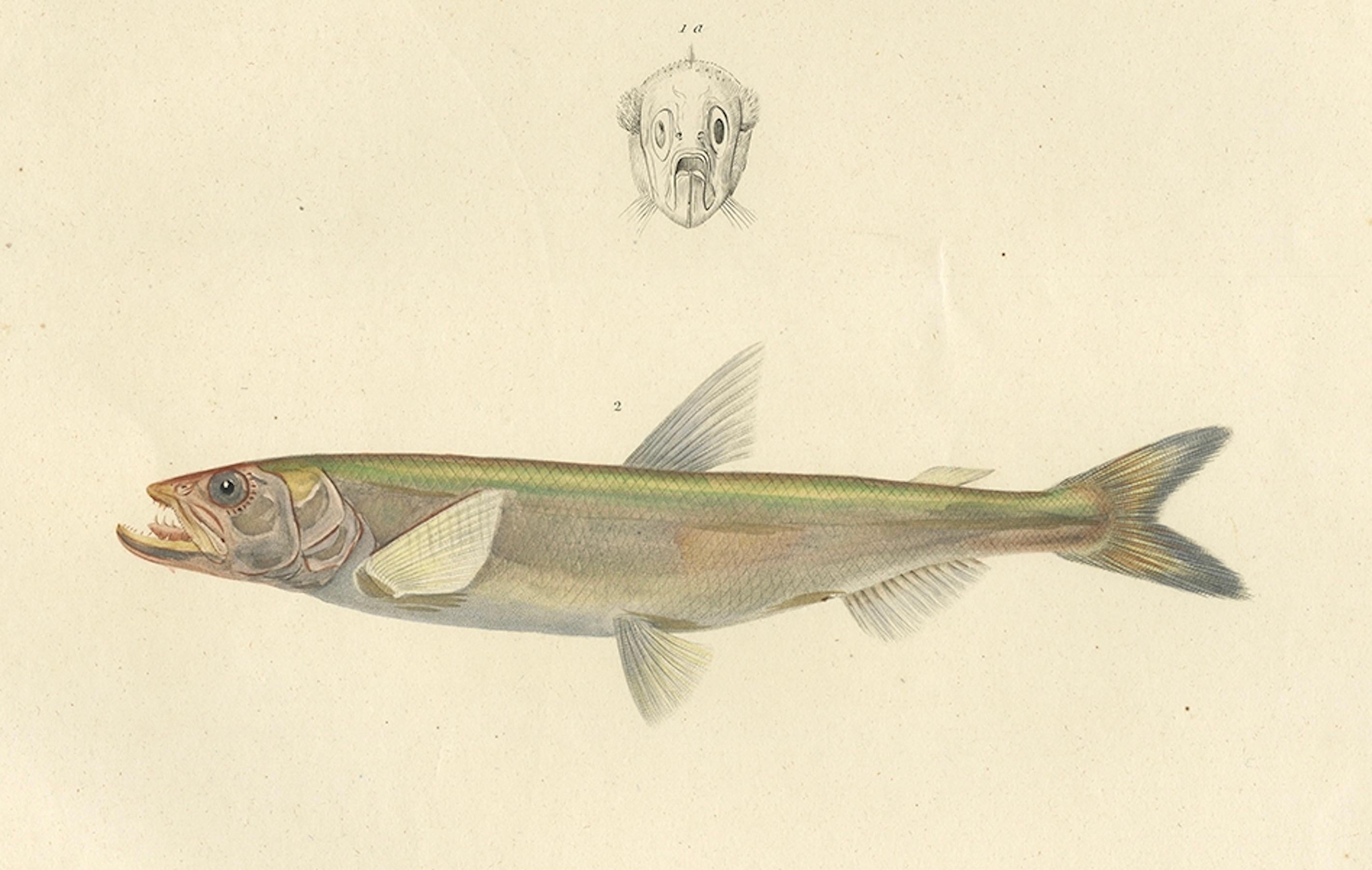 Antiker Ichthyologie-Druck - Lodde und Stint von Gaimard-Reise, 1842 im Zustand „Gut“ im Angebot in Langweer, NL