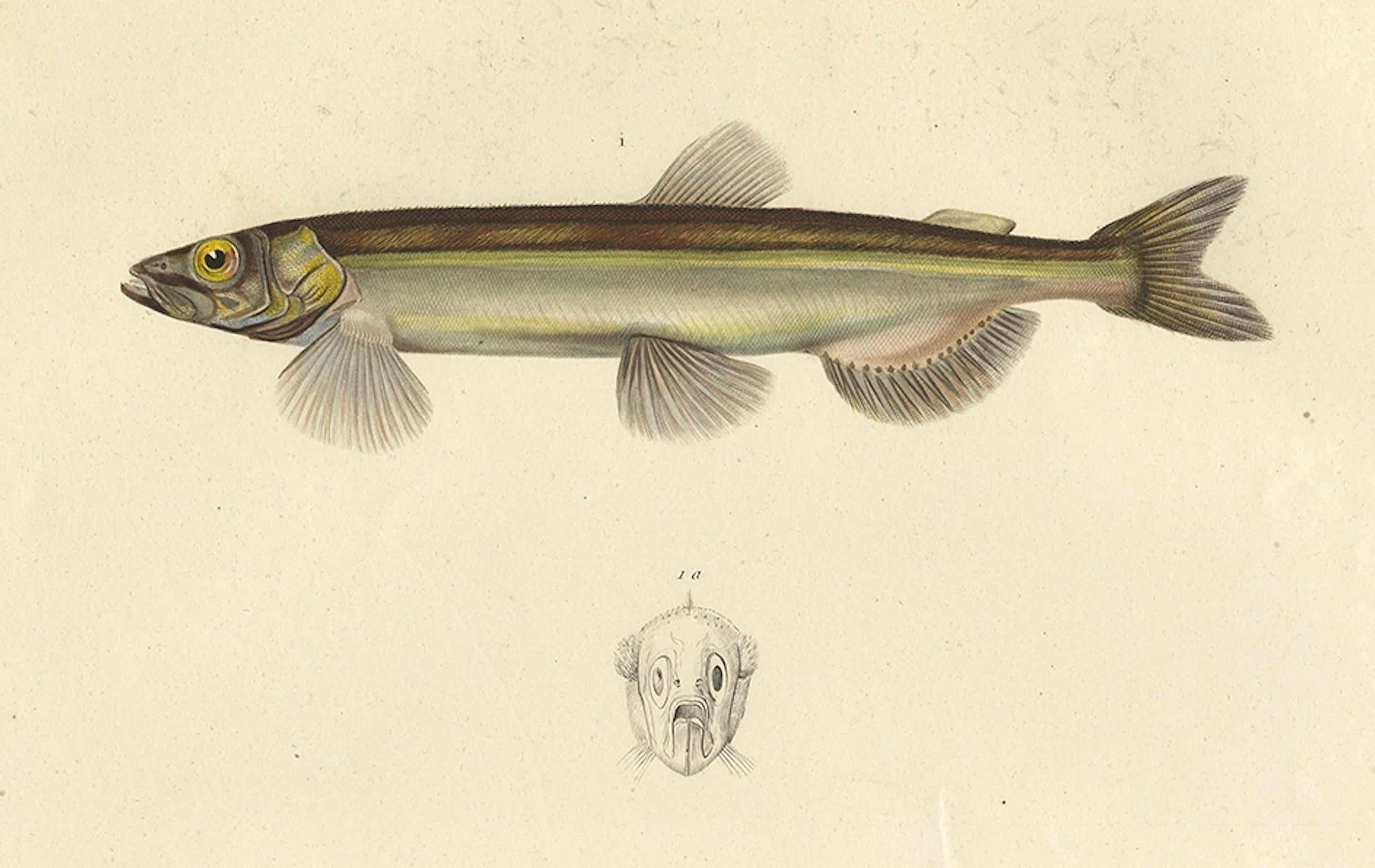 Antiker Ichthyologie-Druck - Lodde und Stint von Gaimard-Reise, 1842 (19. Jahrhundert) im Angebot