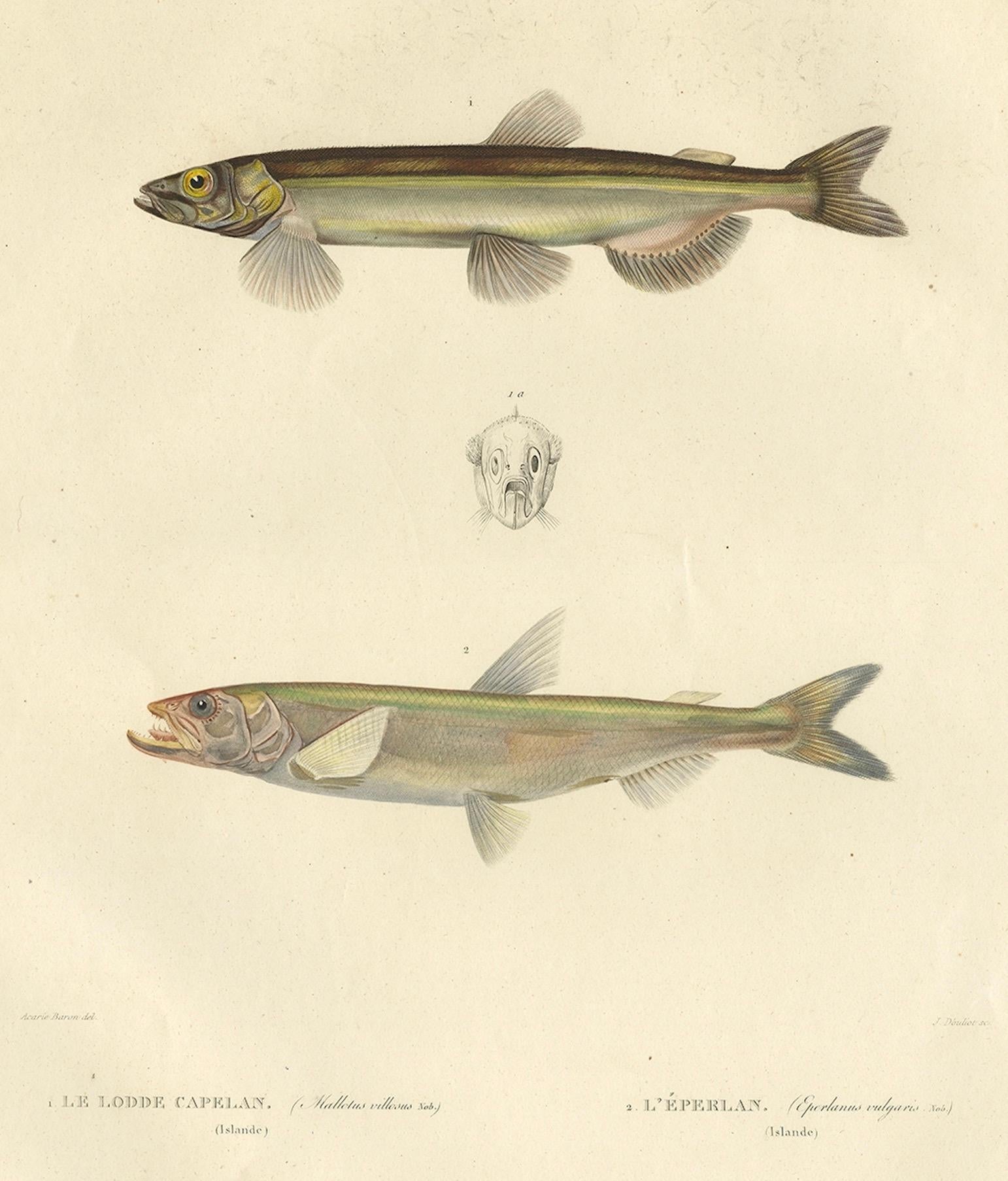 Antiker Ichthyologie-Druck - Lodde und Stint von Gaimard-Reise, 1842 (Papier) im Angebot