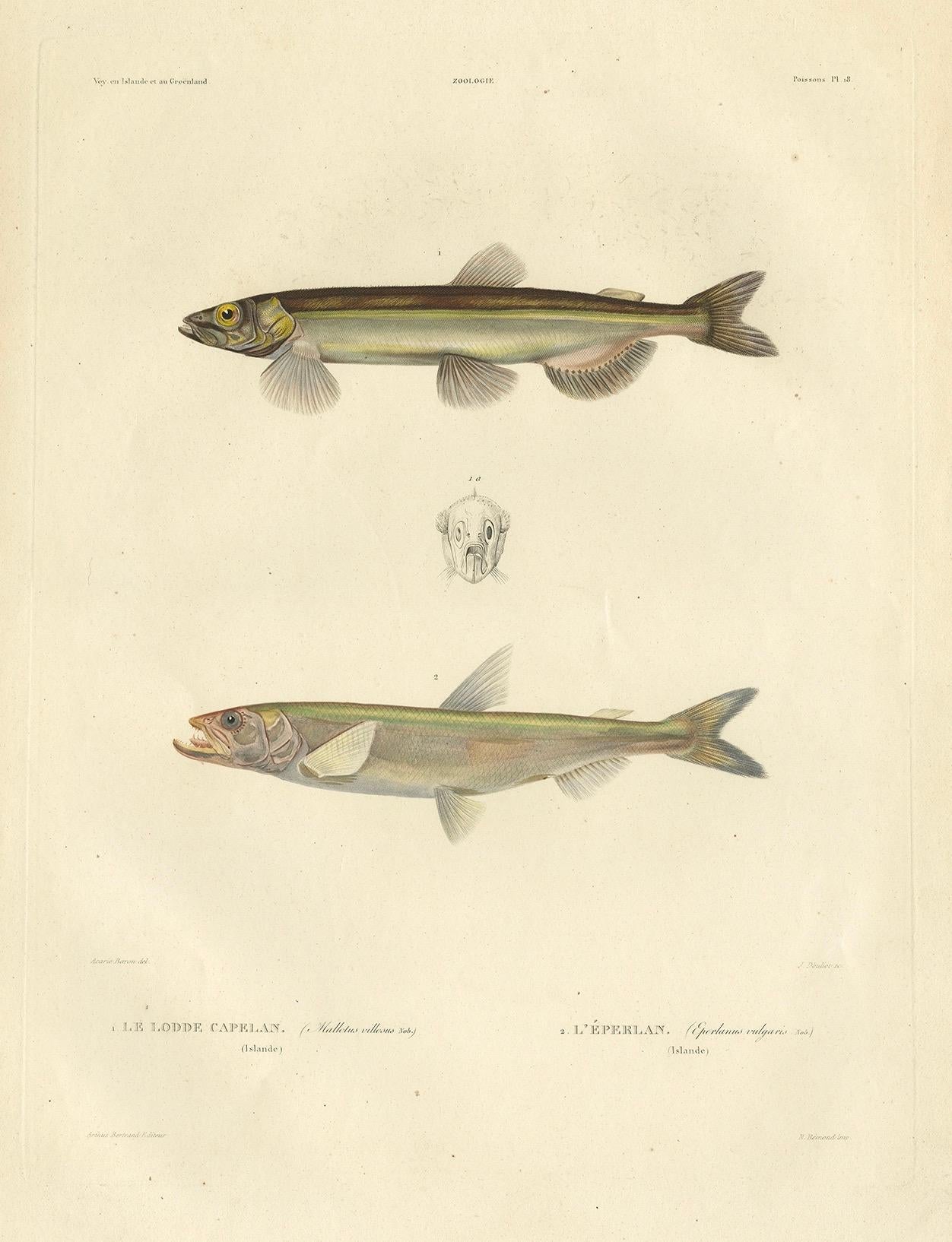 Antiker Ichthyologie-Druck - Lodde und Stint von Gaimard-Reise, 1842 im Angebot 1