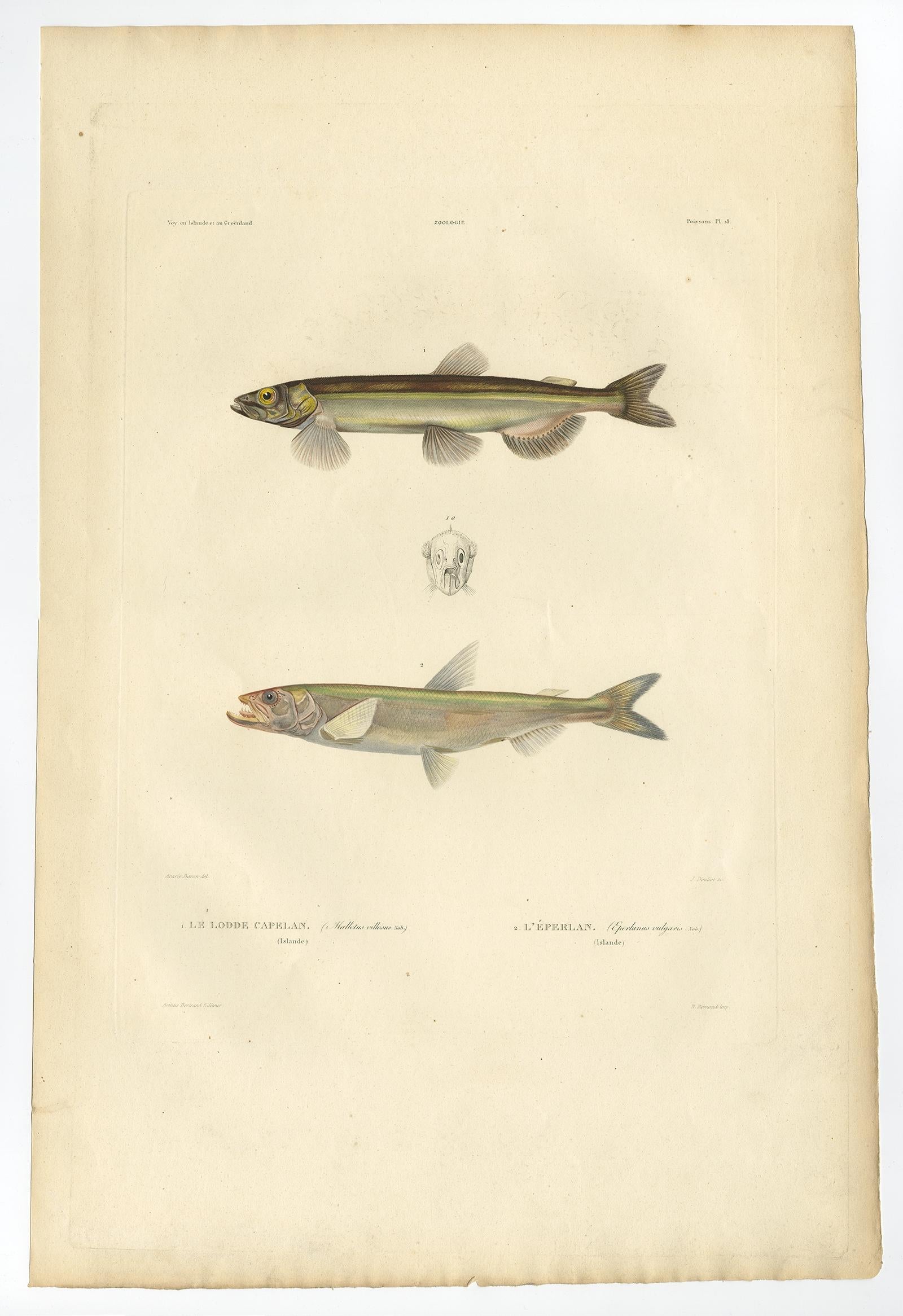 Antiker Ichthyologie-Druck - Lodde und Stint von Gaimard-Reise, 1842 im Angebot 2