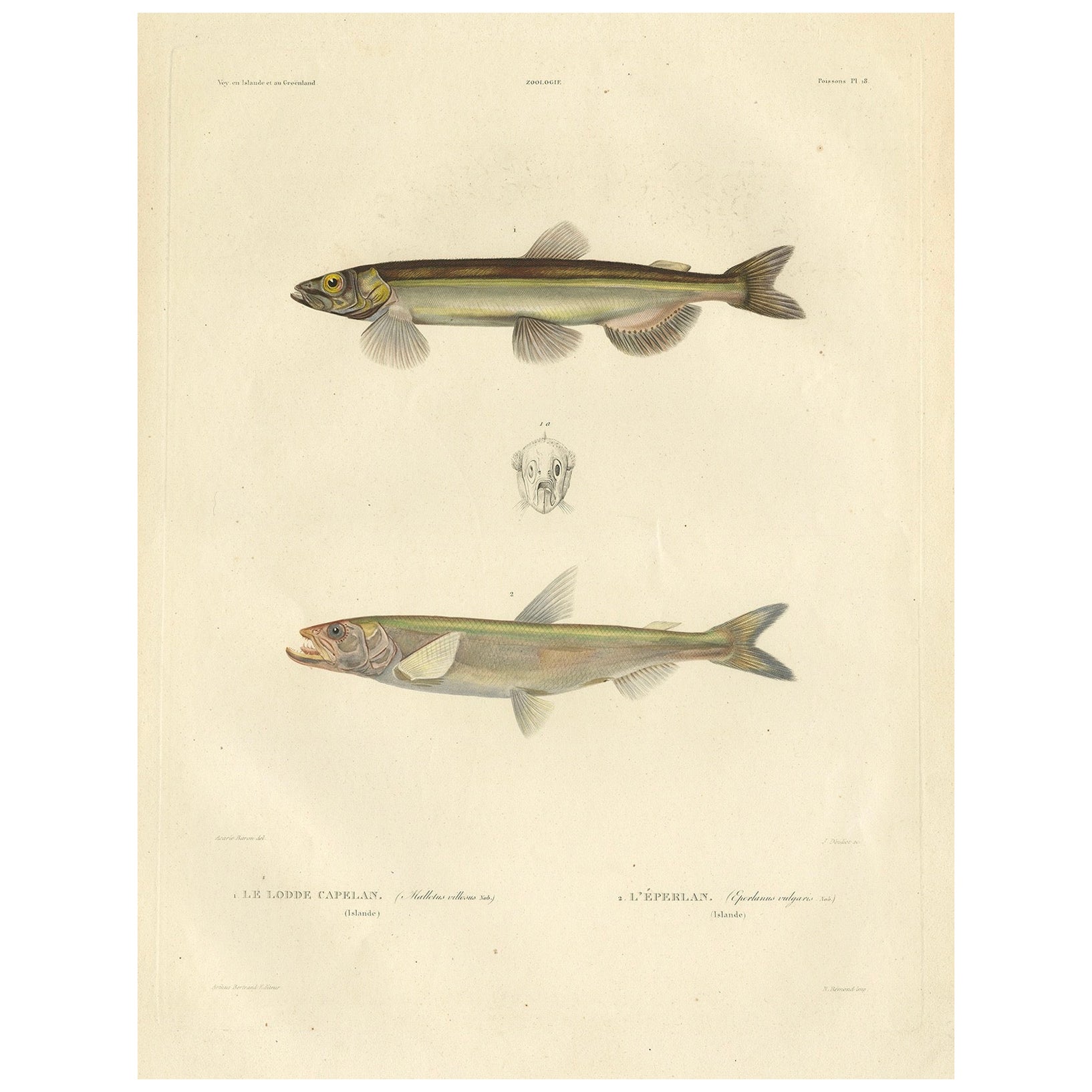 Stampa antica di ittiologia - Capelin e Smelt dal viaggio di Gaimard, 1842