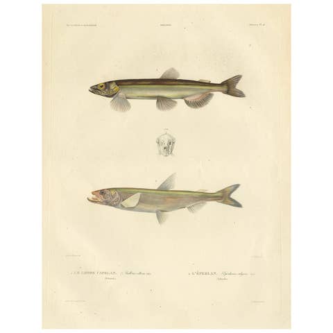 Capelin & Smelt – Antique Ichthyology Print, Greenland, Gaimard Voyage 1842