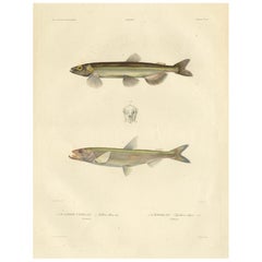 Stampa antica di ittiologia - Capelin e Smelt dal viaggio di Gaimard, 1842